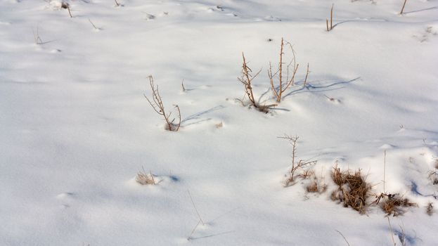 Dried plant in snow surface 