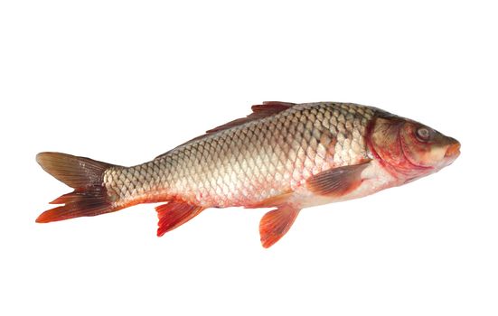 Big carp isolated on white background 