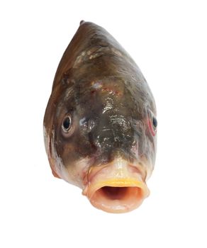 head of big carp 