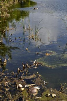 Dirty pond with canada goose decoy in the background