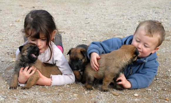 children and their little puppies belgian shepherds