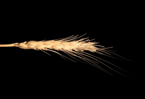 wheat isolated on black background 