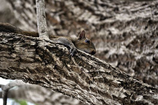 Eastern gray squirrel hiding behind a tree branch.