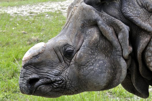 Head of hornless rhino at Zoo Miami.