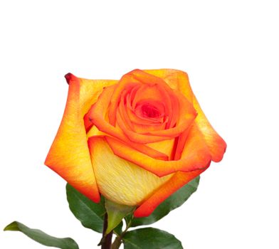 Fresh orange roses on a white background 