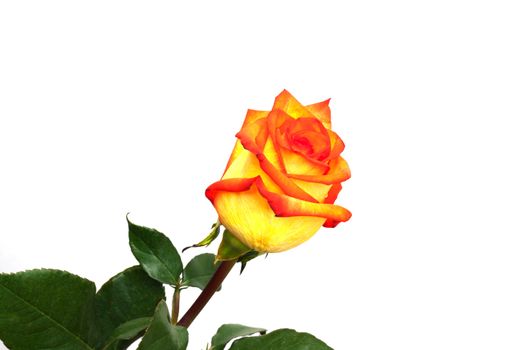 Single orange rose; isolated on white background 