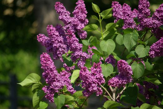 Purple lilac in the garden in may