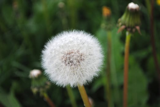 A withered dandelion (Taraxacum officinale).