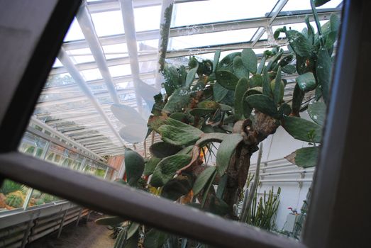 The greenhouse at The University Botanical Garden in Oslo, Norway. It is administrated by the University of Oslo.