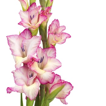 pink gladiolus