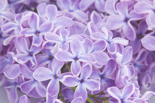 Blooming lilac flowers. Abstract background. Macro photo.