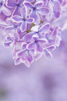 Blooming lilac flowers. Abstract background. Macro photo.