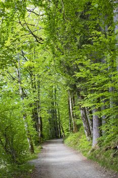 Forest road, Hohenschwangau, Bavaria