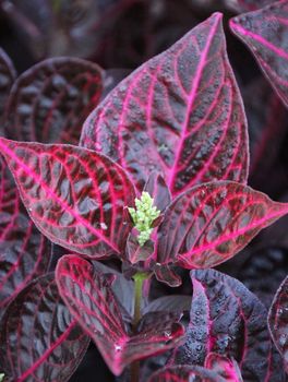 Bright red leaf plant with green centre