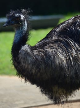 australian emu in a  nature park standing