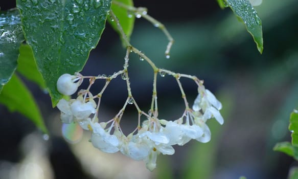 White flower with water drops and green leaves