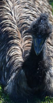 Closeup of an australian emu resting on the grass