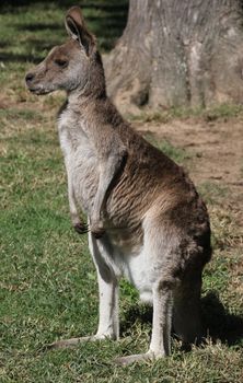 Australian kangaroo standing on the grass at a zoo