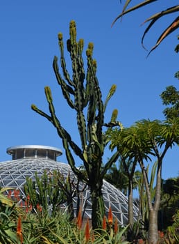 Hot house with cactus plants and blue sky