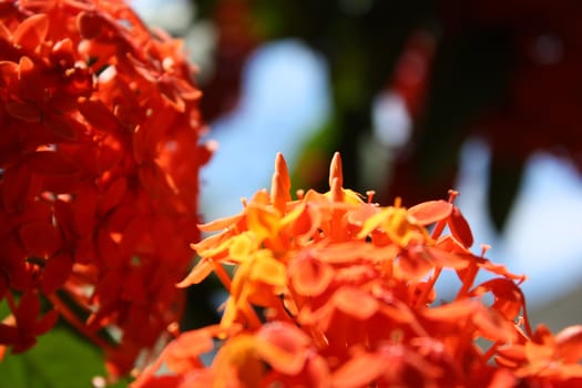 Beautiful buds of orange tropical flowers during summer season.