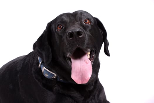 A portrait of a cute black labrador dog, on white studio background.