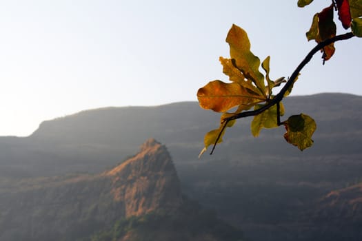 A backdrop of mountains behind the colors of leaves during autumn.