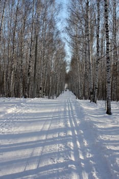 Winter birch wood