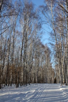 Winter birch wood