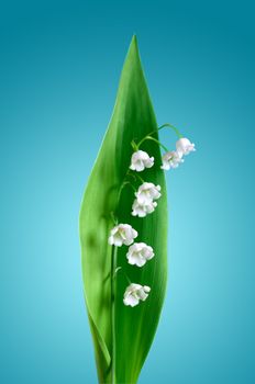 Lily of the valley with long green leaf on blue gradient background