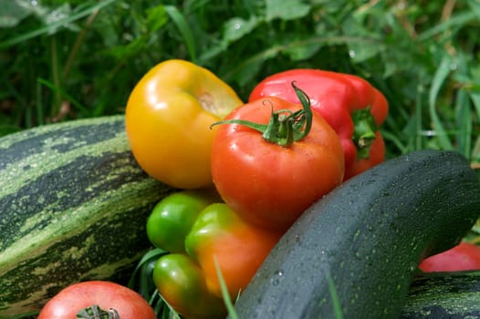 Vegetables on the green grass background