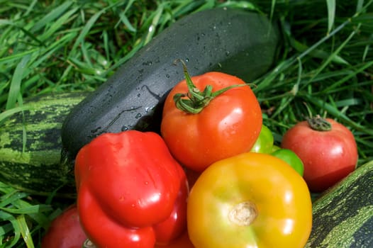 Vegetables on the green grass background