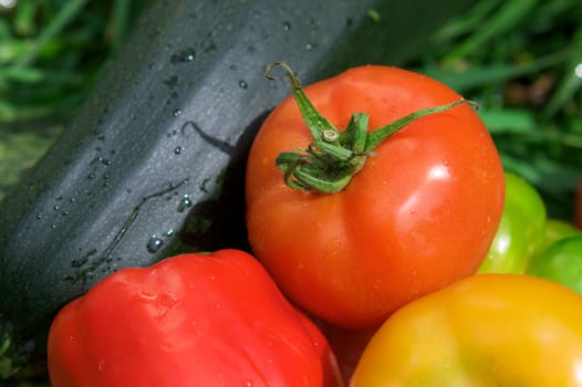 Vegetables on the green grass background