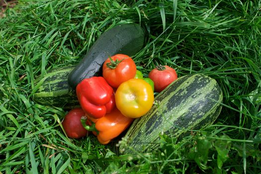 Vegetables on the green grass background