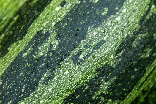 Green zucchini from close