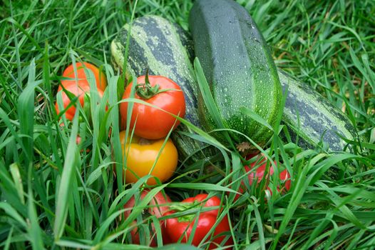 Vegetables on the green grass background