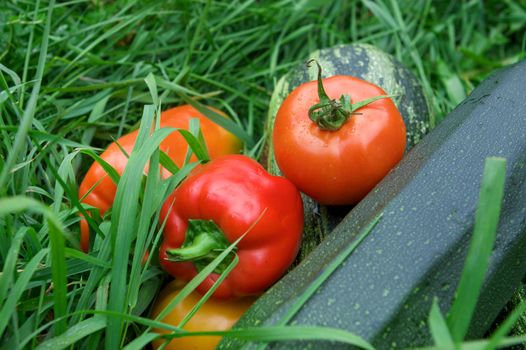 Vegetables on the green grass background