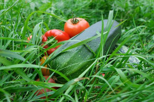 Vegetables on the green grass background