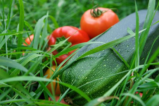 Vegetables on the green grass background