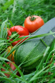 Vegetables on the green grass background