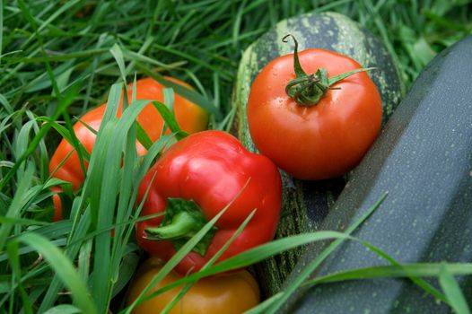 Vegetables on the green grass background