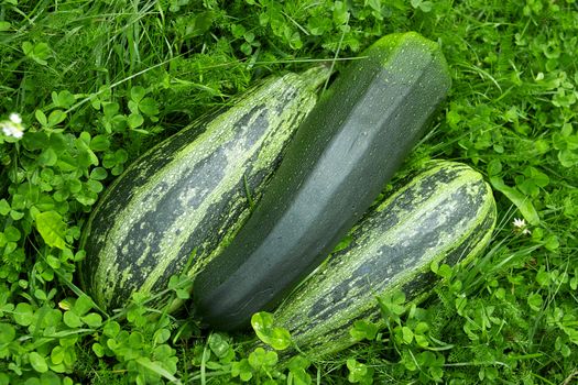 Zucchini on the green grass background