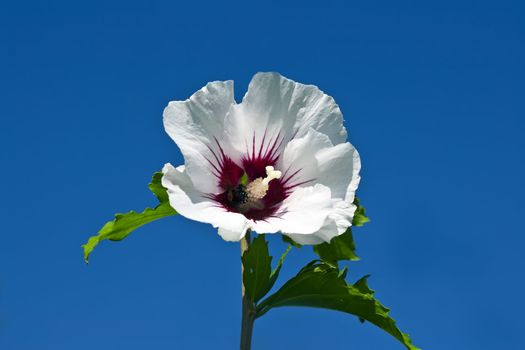 this image shows a bloom from hibiscus