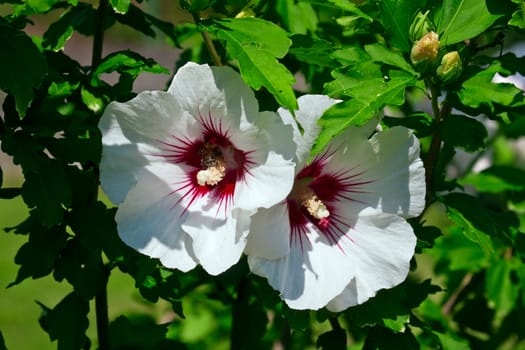 This image shows two blooms from hibiscus
