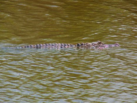 An alligator swimming down a bayou at Anahuac Wildlife reserve Texas