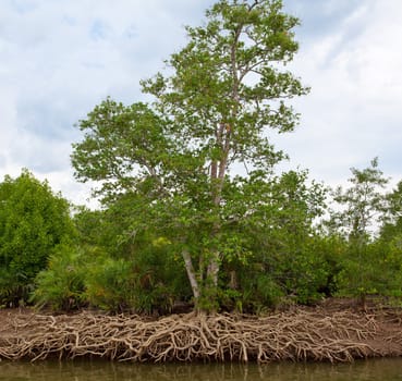 Mangrove Forest in south of Thailand