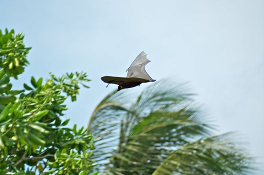 Fruit bat (Pteropus Giganteus) in flight over palms and Ball Nut tree