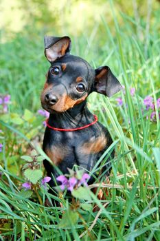 The Miniature Pinscher puppy, 3 months old