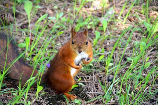 Squirrel looks at a camera