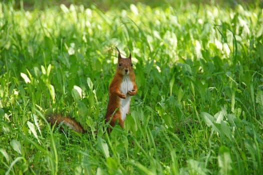 Squirrel costs in the middle of a green grass