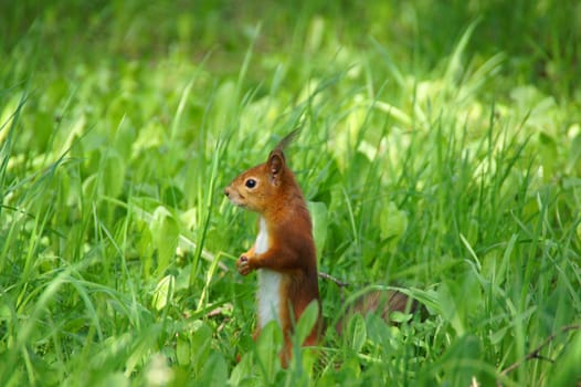 Fluffy squirrel on a background of a grass